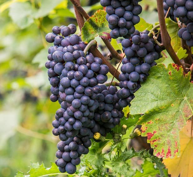 Виноград Пино Нуар - Wine-cork . Виноградный сорт
