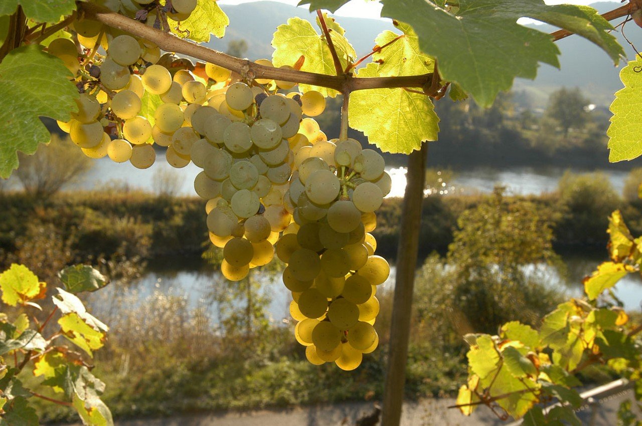 На фото виноградные грозди созревшего белого винограда. Интересные факты о винограде