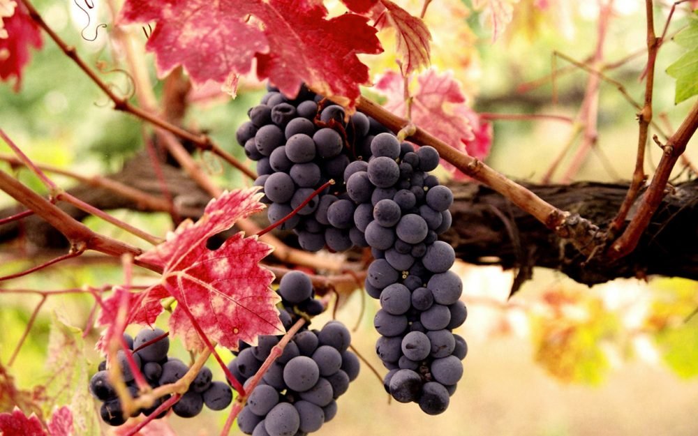 На фото виноград с красно-золотыми листьями