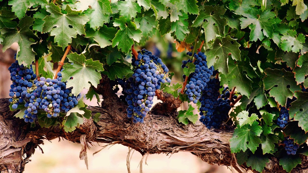 На фото крупная виноградная лоза с плодами