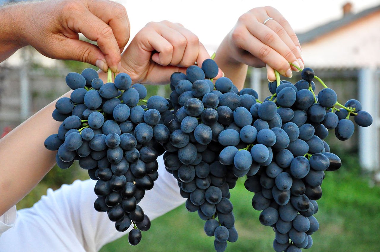 На фото три человеческие руки держат кисти винограда Молдова