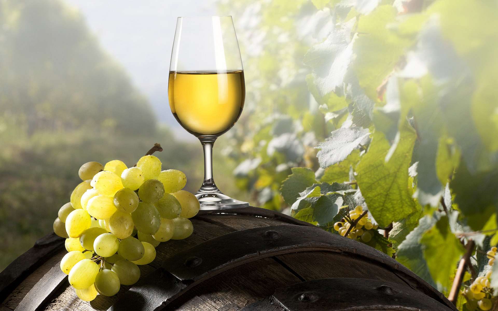 Фотография: солнечные лучи падают на бокал с вином, стоящим на винной бочке, окруженной виноградниками. Рядом лежит гроздь белого винограда