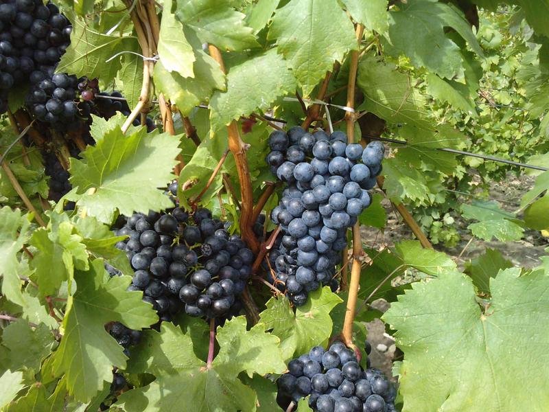 На фото виноград Молдова в зеленой листве