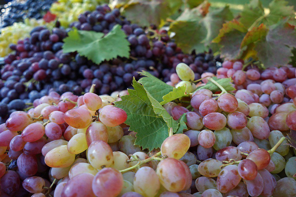 На картинке собранный виноград