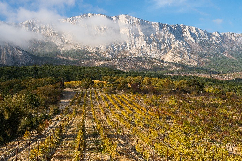 На фото виноградники Крыма у горы Аю-Даг
