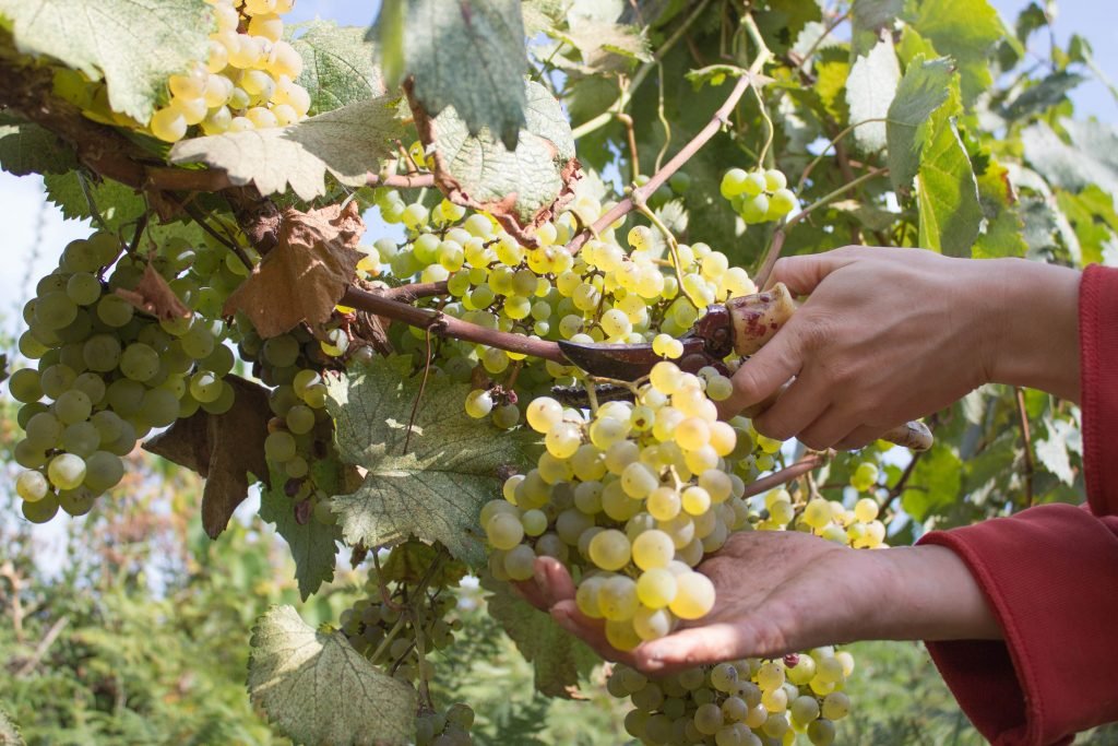 На фото показывается снятие виноградного урожая