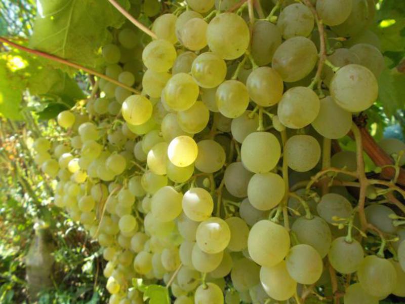 На фото виноград Краса Севера﻿, картинка вторая