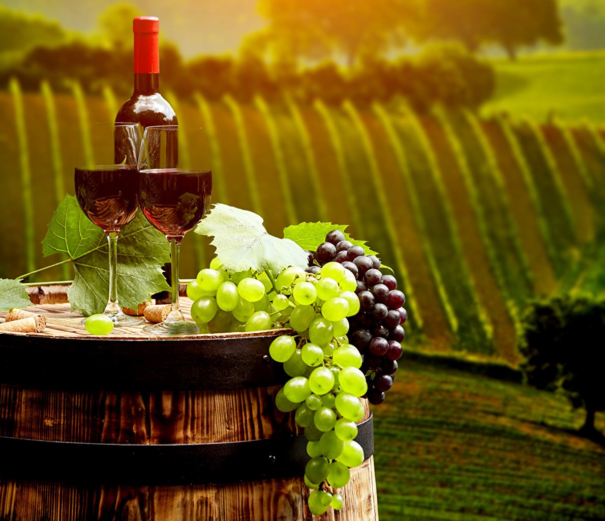 На фото: красное вино, бокалы, виноградные ягоды, винные плантации, и все это на закате дня!