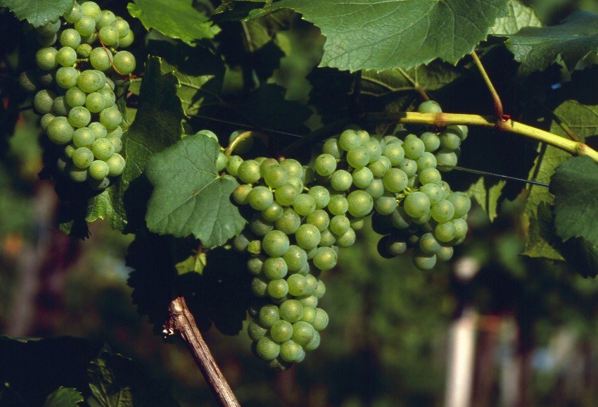 На фото ещё зеленый виноград Мускат