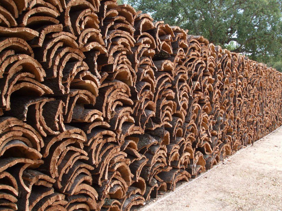 На фото кожура, снятая с пробковых деревьев
