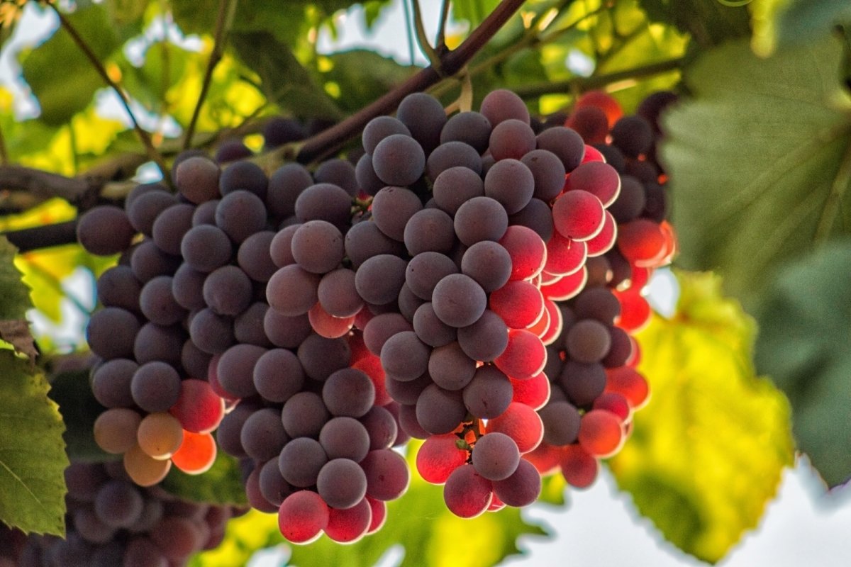На фото виноградные грозди рубинового цвета