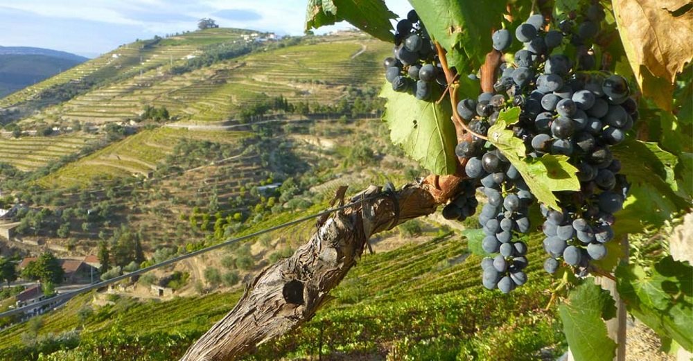 На фото португальские виноградники