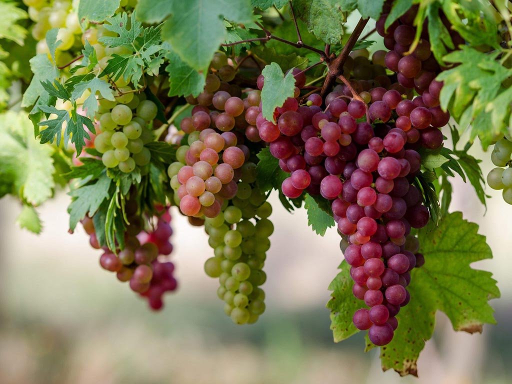 На фото виноградная лоза с плодами