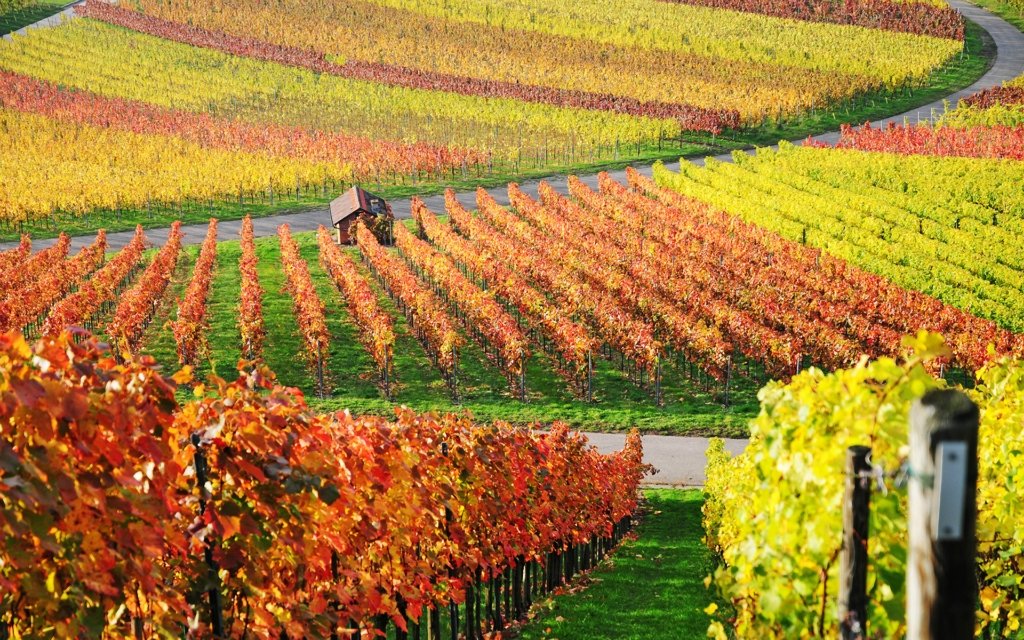 На фотографии виноградные плантации осенью. Популярные сорта винограда