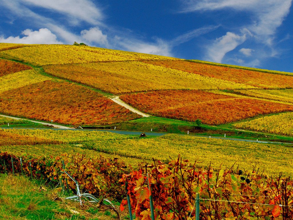 Фотография: европейские сорта винограда в поле осенью