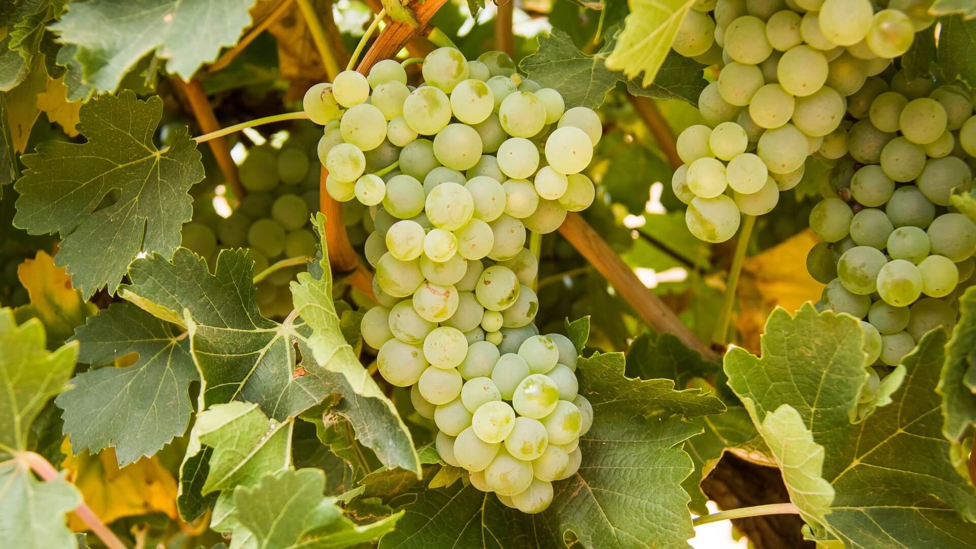 На фото грозди белого винограда