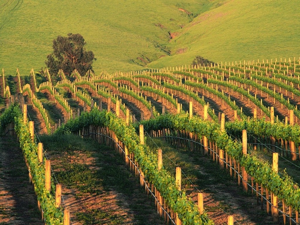На фото частные виноградные плантации
