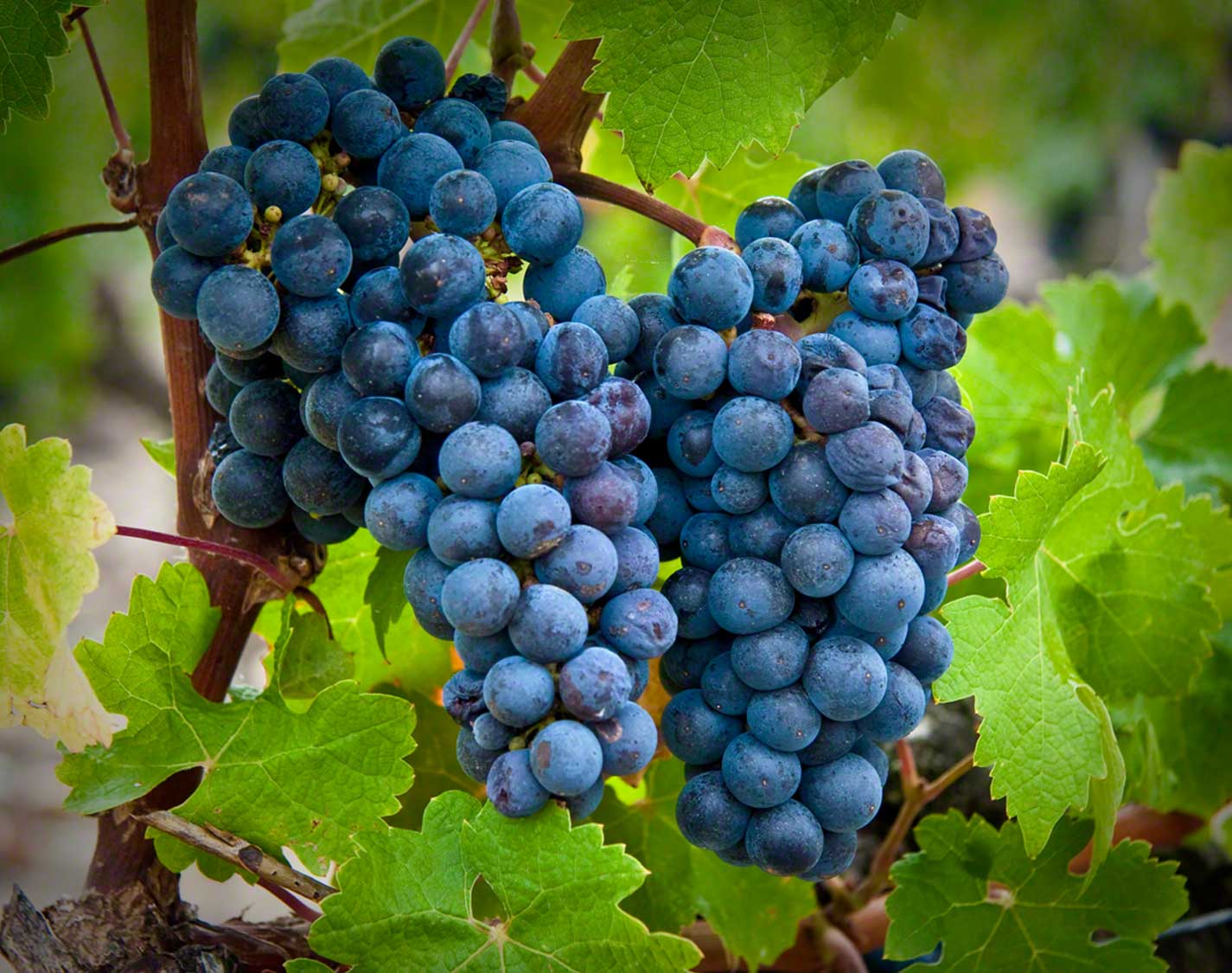 На фото виноград Каберне Совиньон, картинка вторая