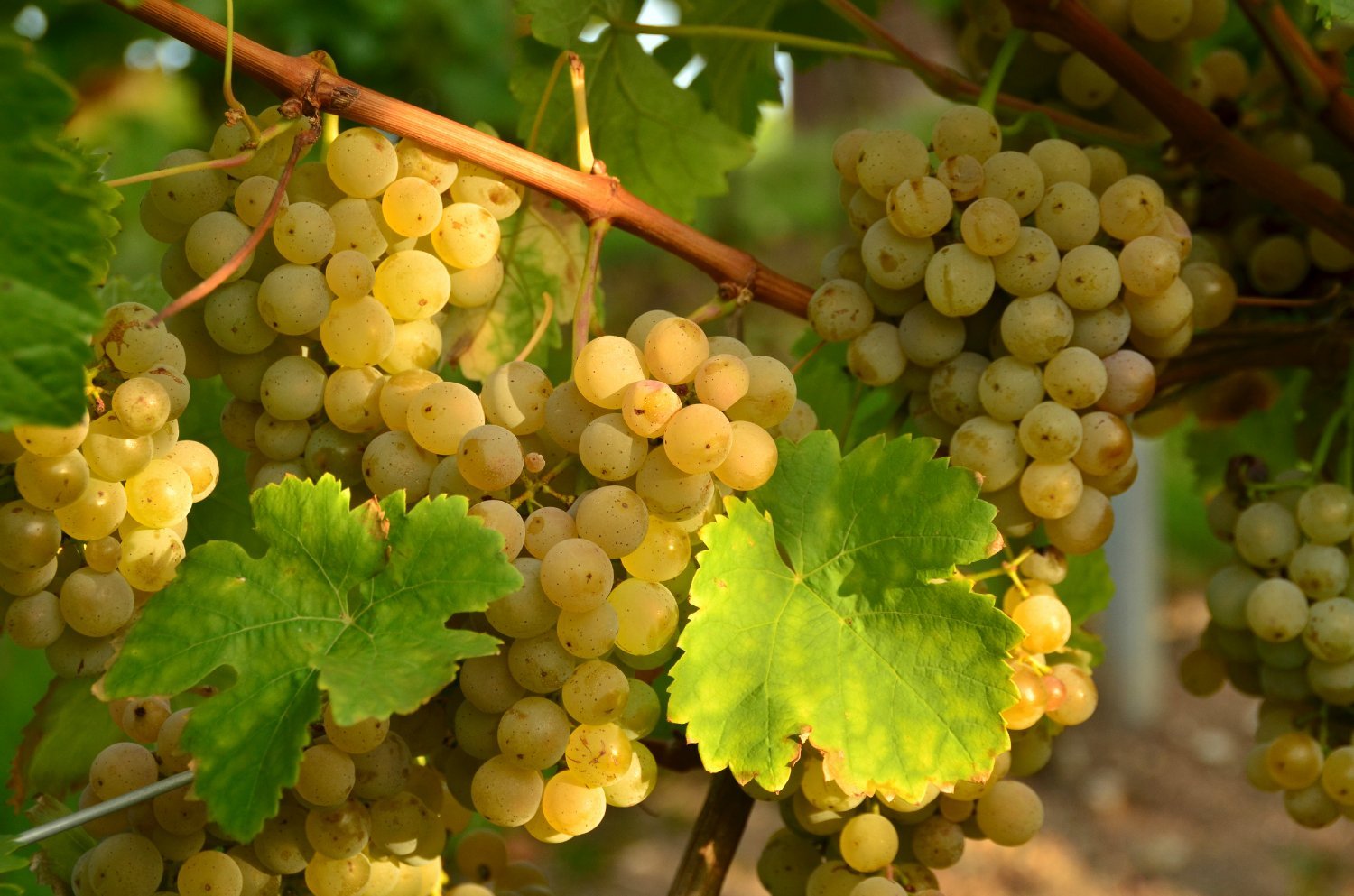 На фото виноград Шардоне, картинка вторая