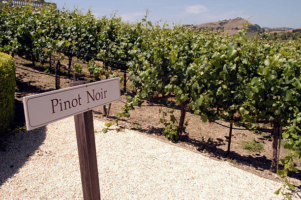 На фото виноградные плантации сорта Пино Нуар