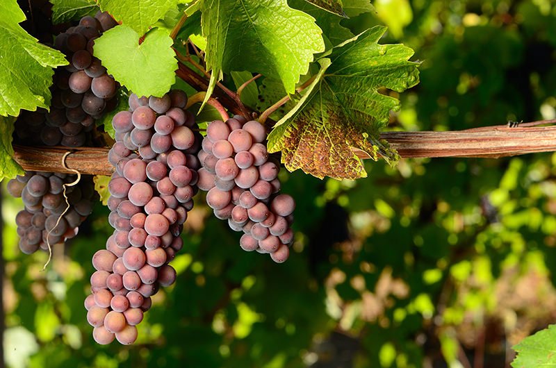 На фото виноград Пино Гри
