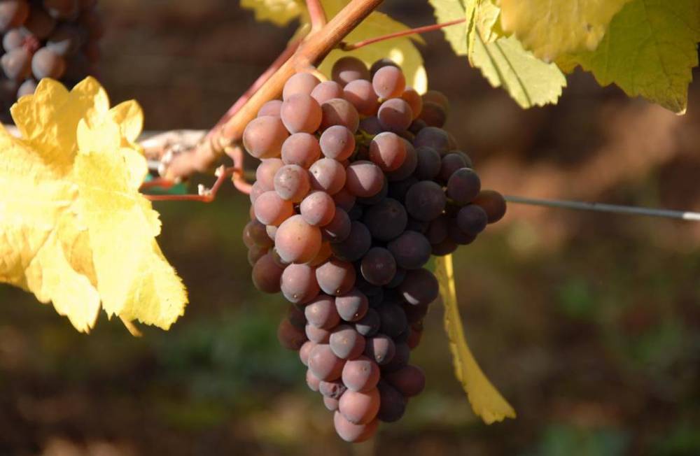 На фото виноград Пино Гри, картинка вторая