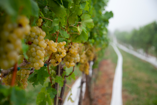 На фото виноград Совиньон Блан, картинка вторая
