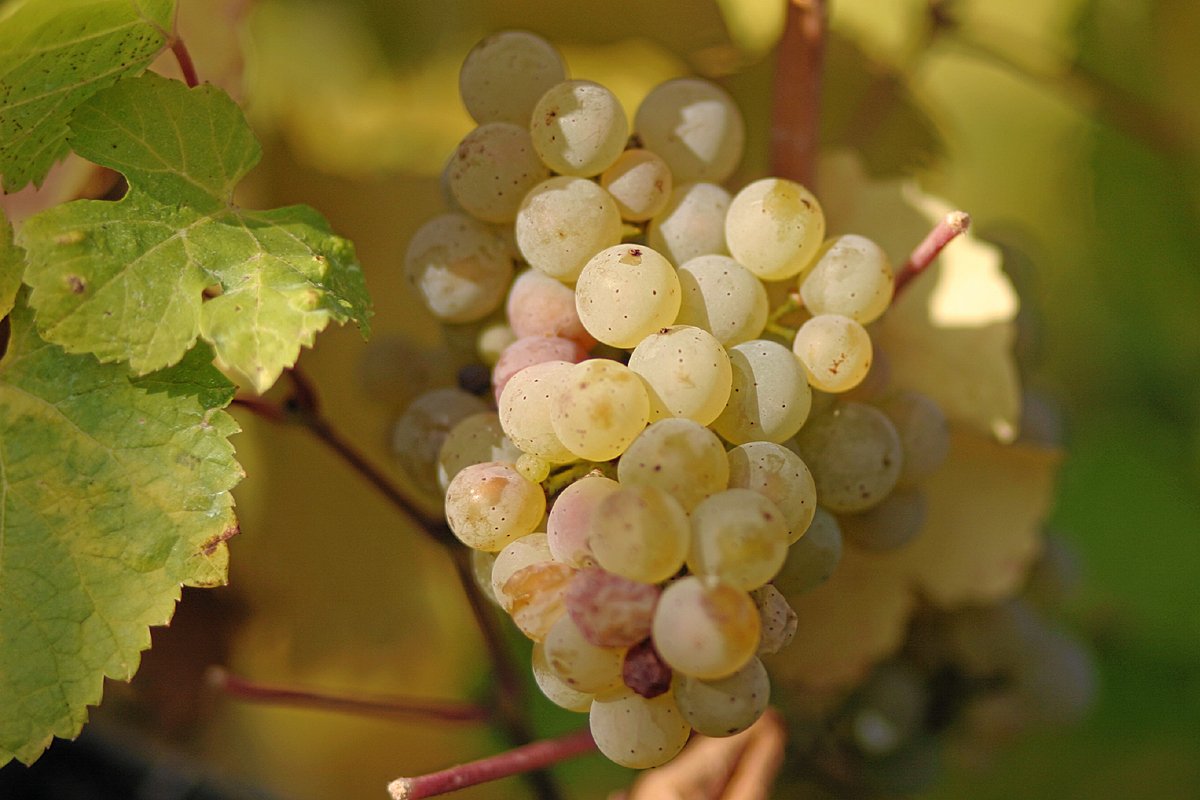 На фото виноград Рислинг, картинка вторая