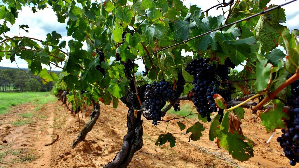 На фото виноград Шираз