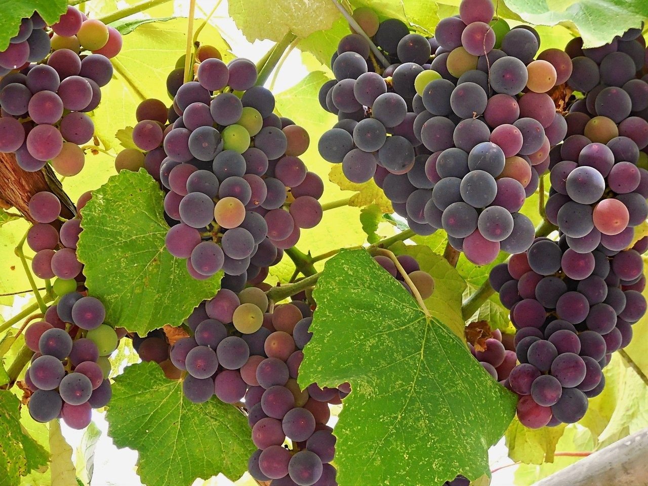 На фото недозревший виноград Изабелла