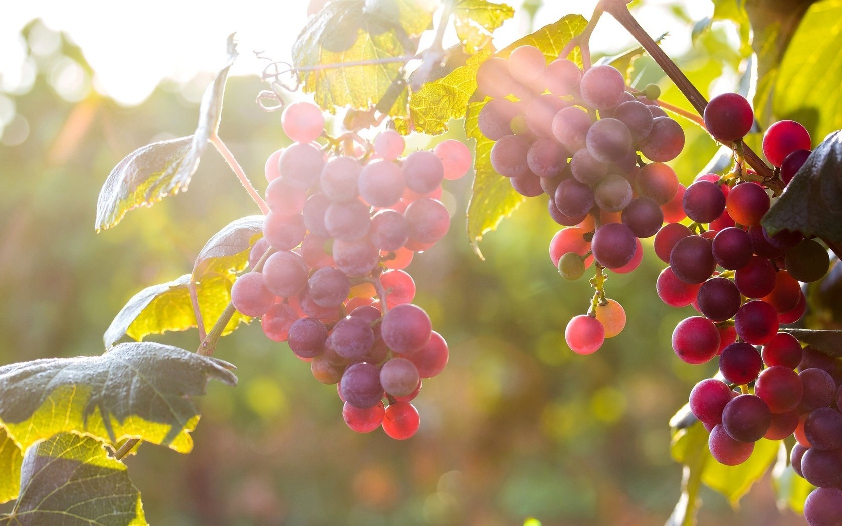 На фото виноград Лидия в лучах солнца