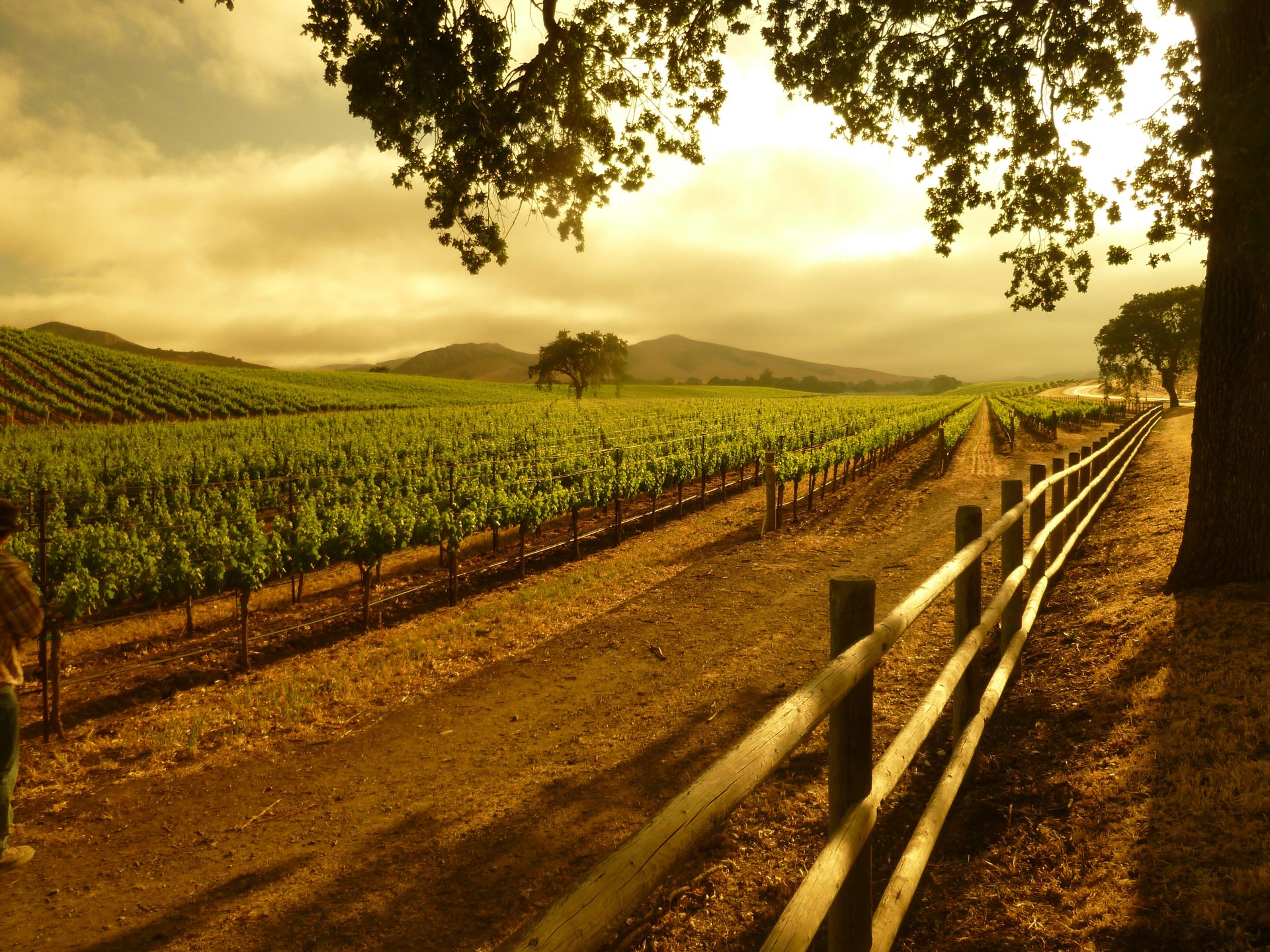 Живописная фотография виноградников