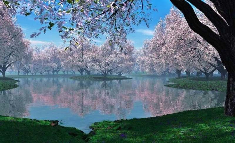Фото: удивительный вишневый сад у озера