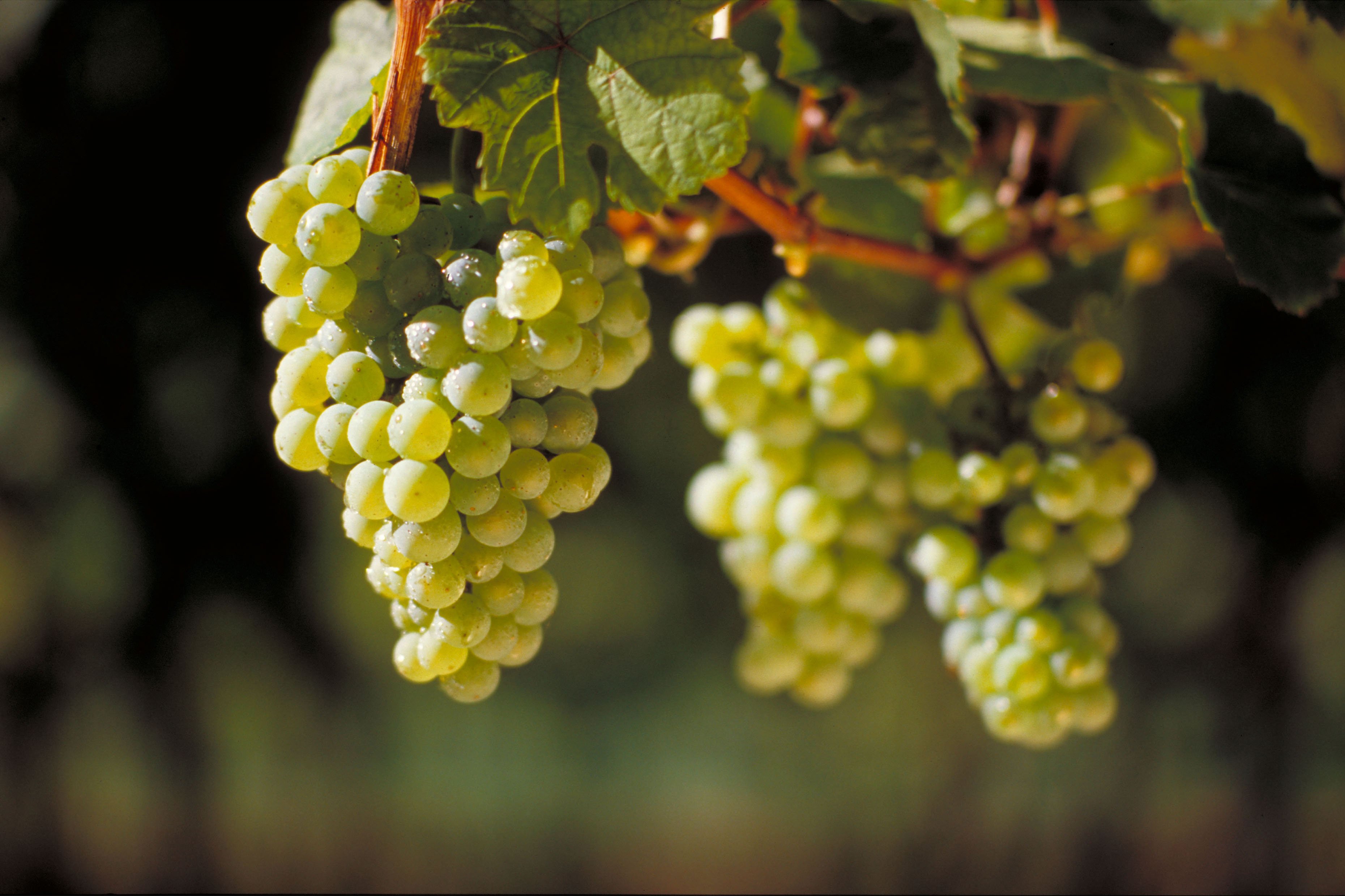 На фото показан виноград Рислинг