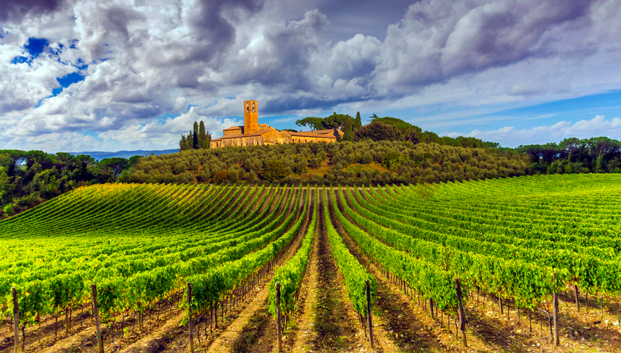 На фото европейские виноградники в долине