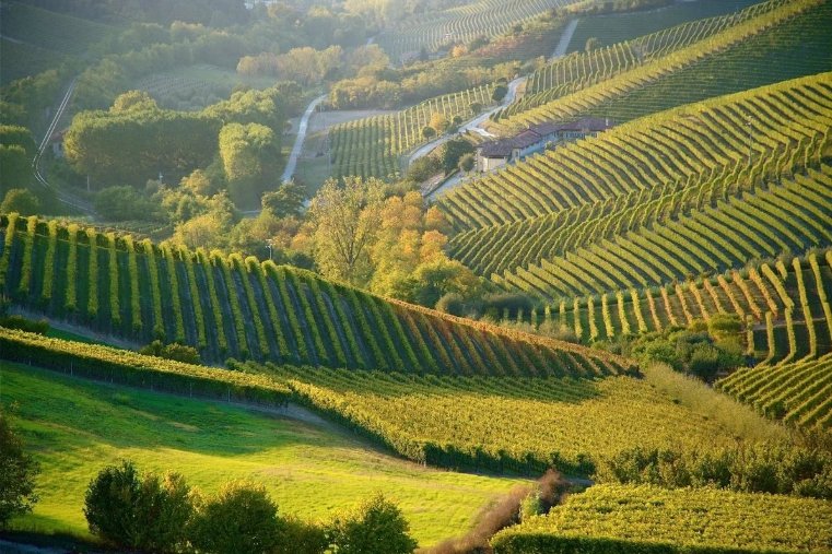 На фотографии долина виноградников