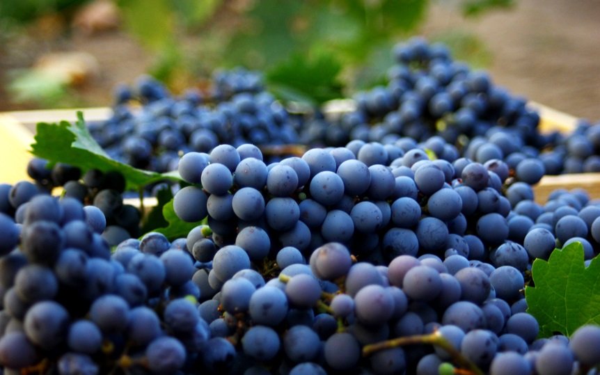 На фото виноград Каберне Совиньон