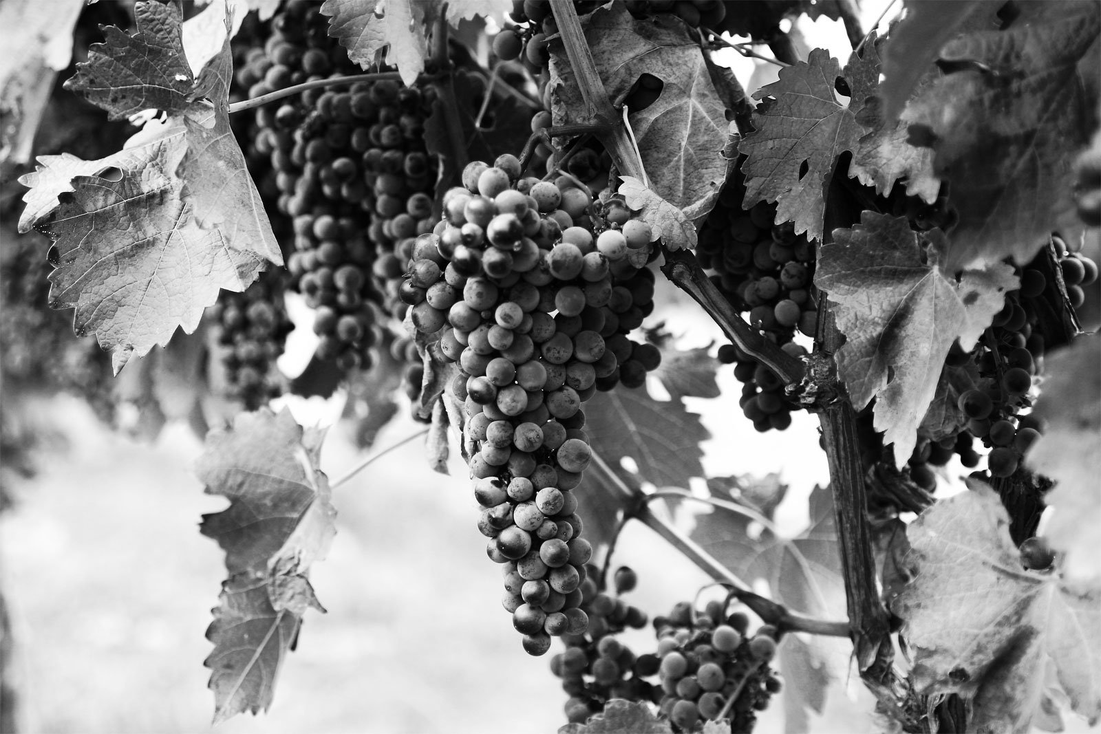 Черно-белое фото созревшего виноградного куста