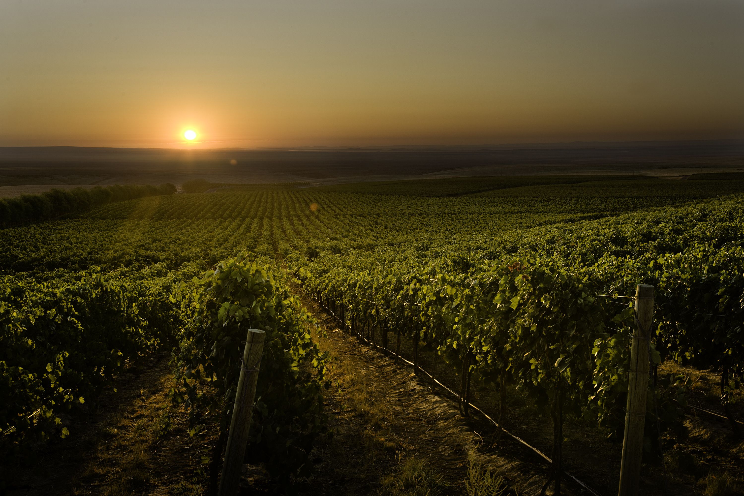 На фотографии показаны виноградные поля на закате дня