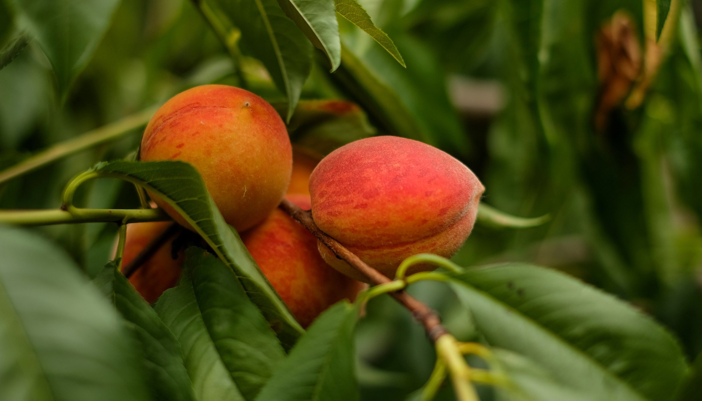 На фотографии ветка дерева с красивыми четырьмя персиками