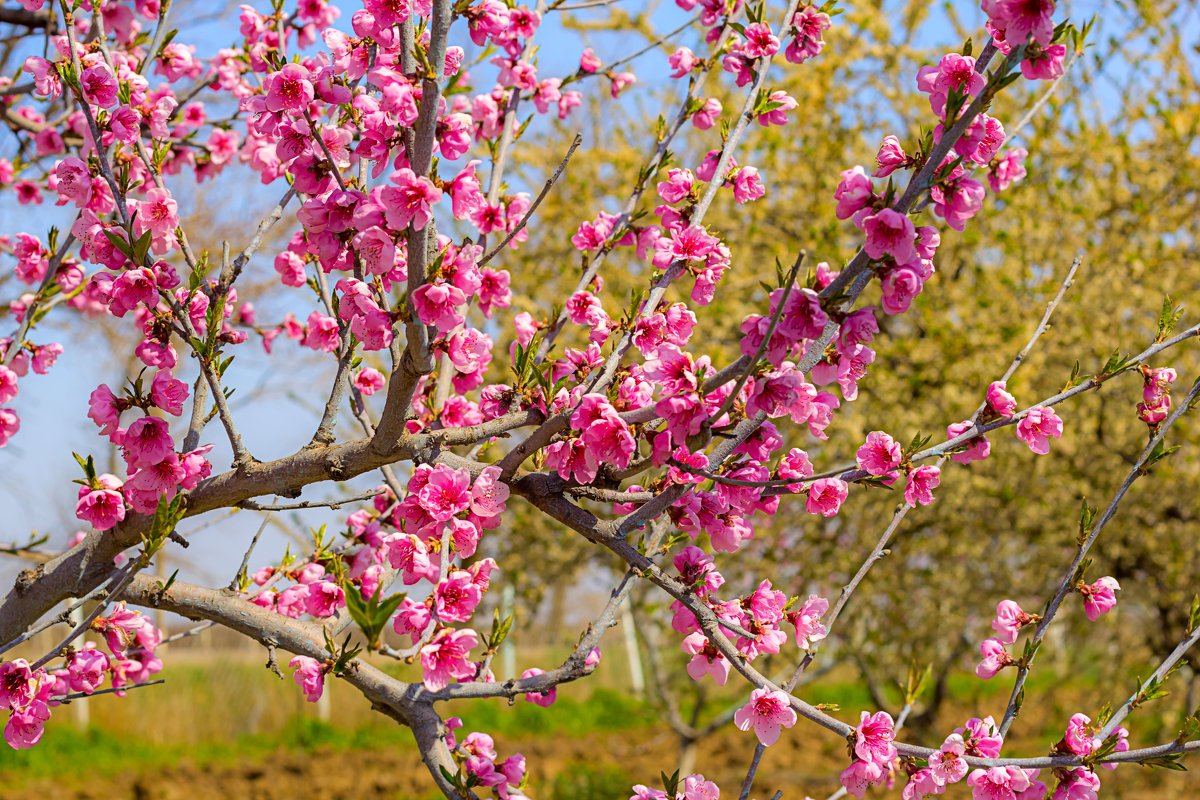 На картинке цветущее персиковое дерево