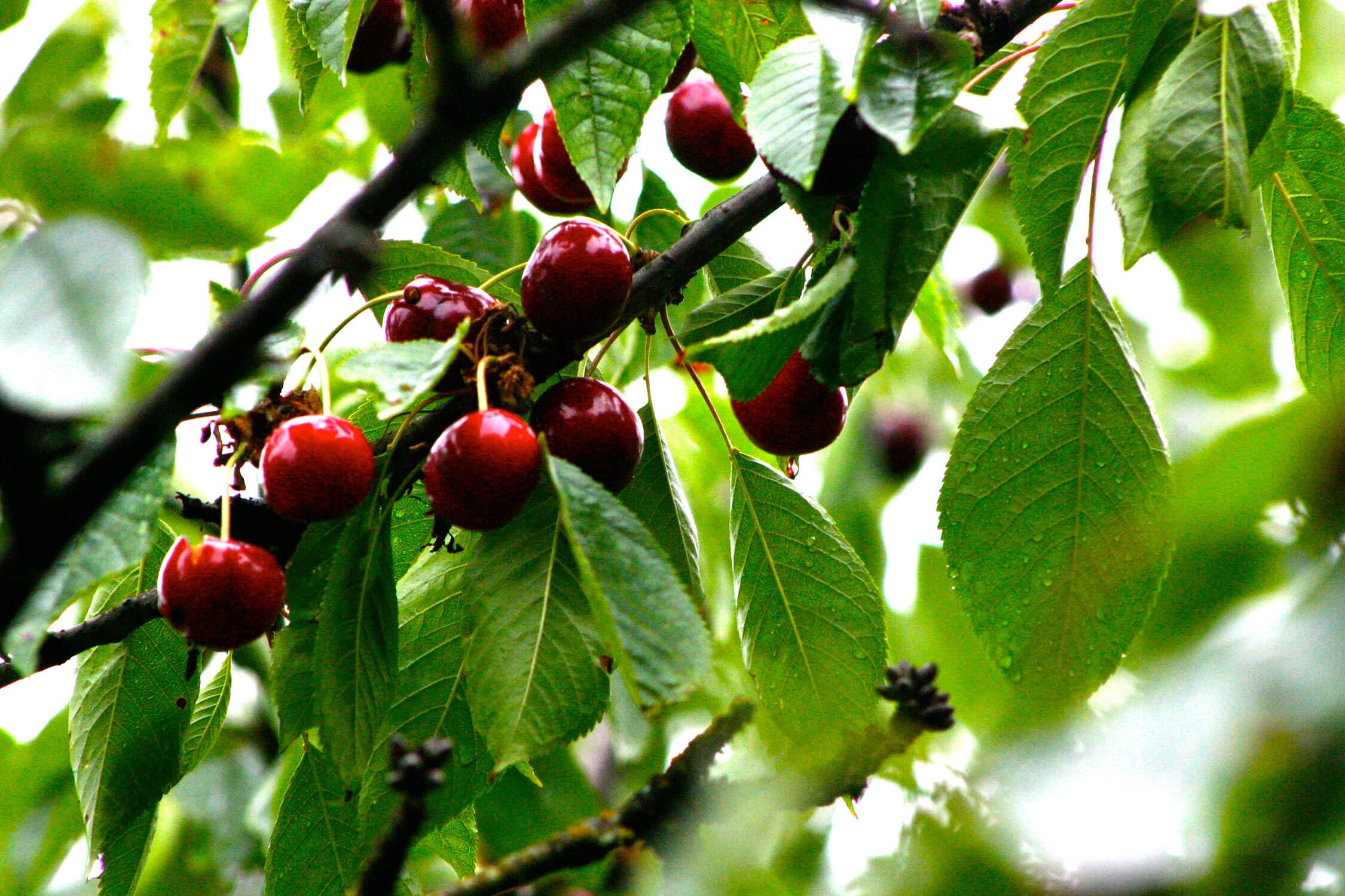 На фото веточка черешневого дерева с ягодами